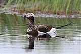 Long-tailed Duck